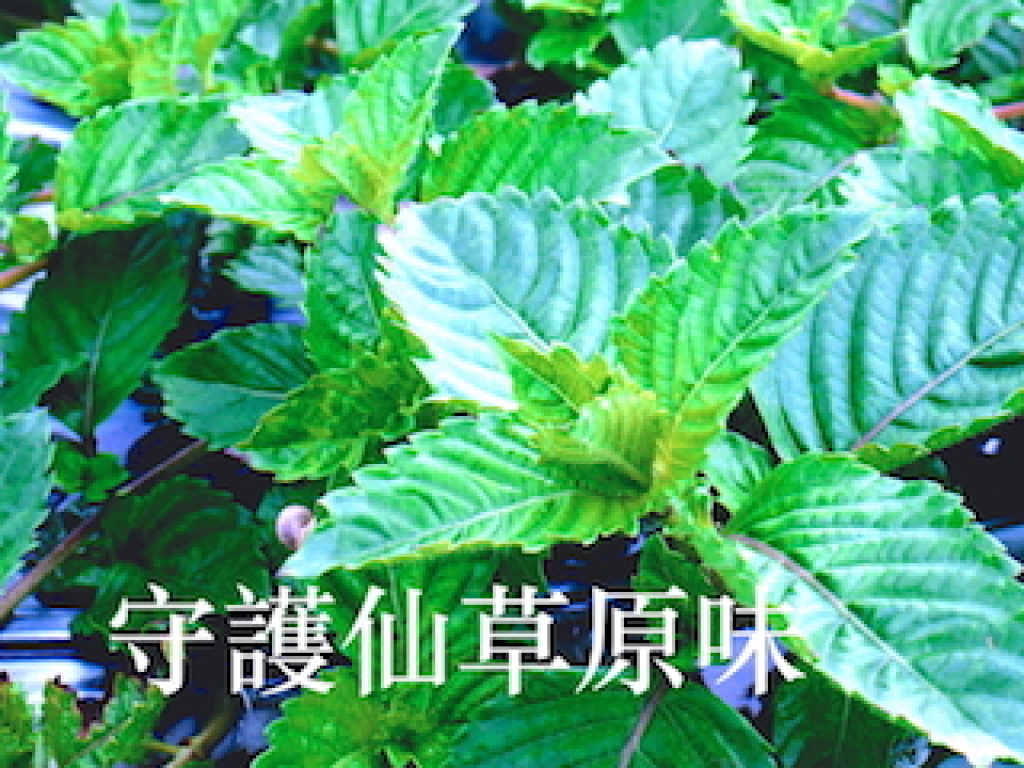 友善耕作、守護台灣仙草味，認養「關西第一畝綠色保育仙草田」