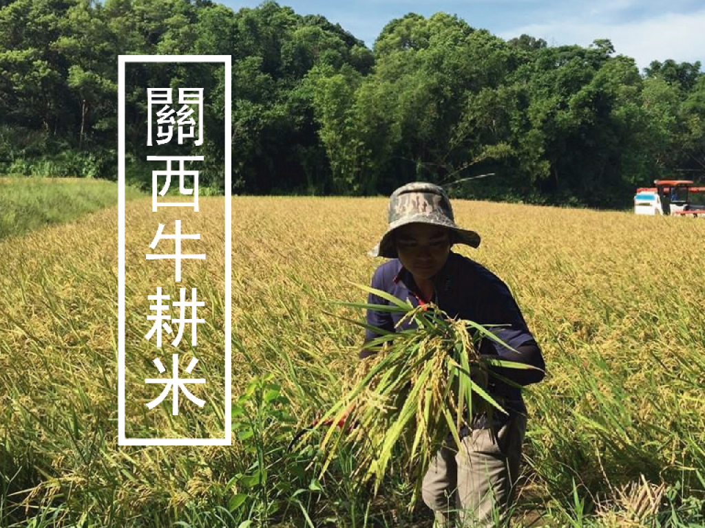 關西牛耕米|復興消失40年的牛耕文化|flyingV
