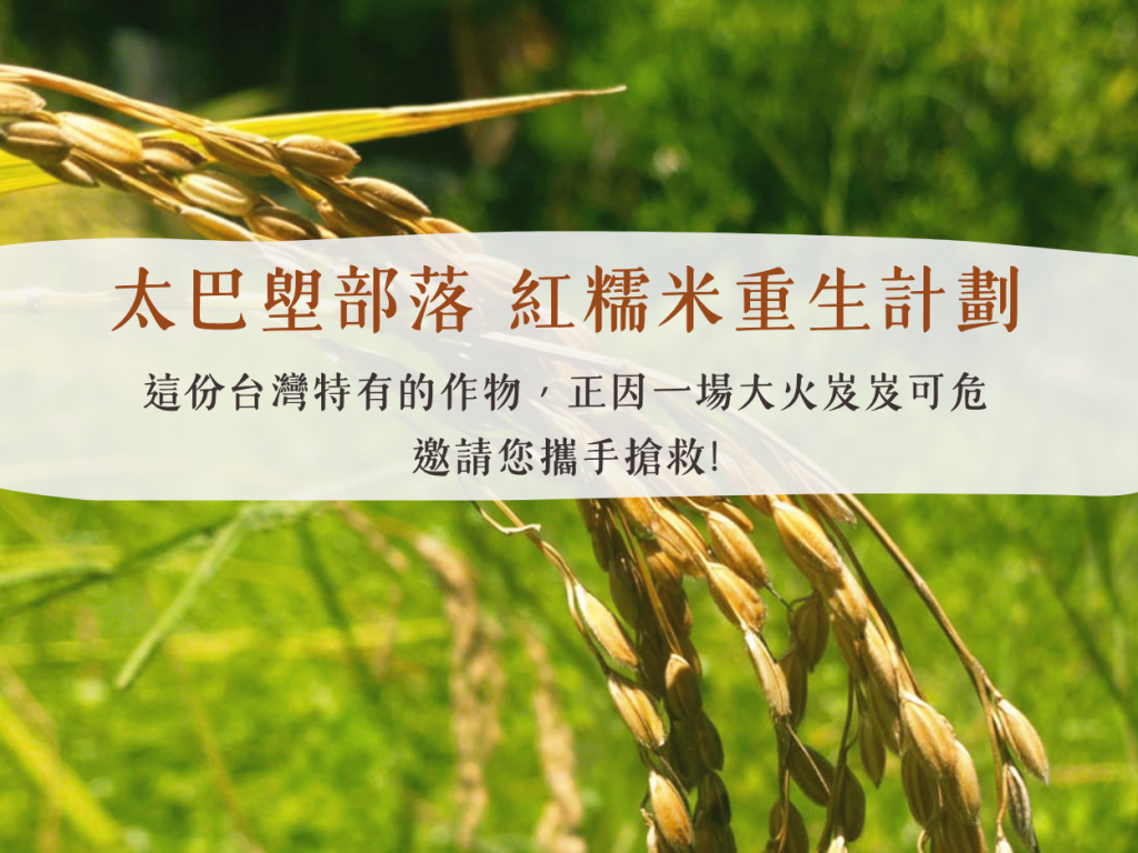 光復太巴塱部落【紅糯米重生計劃】光復特有作物因一場大火岌岌可危 邀您一同搶救!